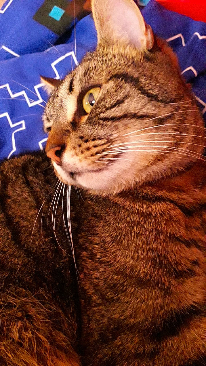 Tigrou a rejoint le concours — aidez-le/la à gagner de superbes lots ! amber, brown, carnivore, cat, domestic_short_haired_cat, fawn, felidae, fur, liver, orange, pet_supply, small_to_medium_sized_cats, snout, tabby_cat, terrestrial_animal, toe, vertebrate, whiskers