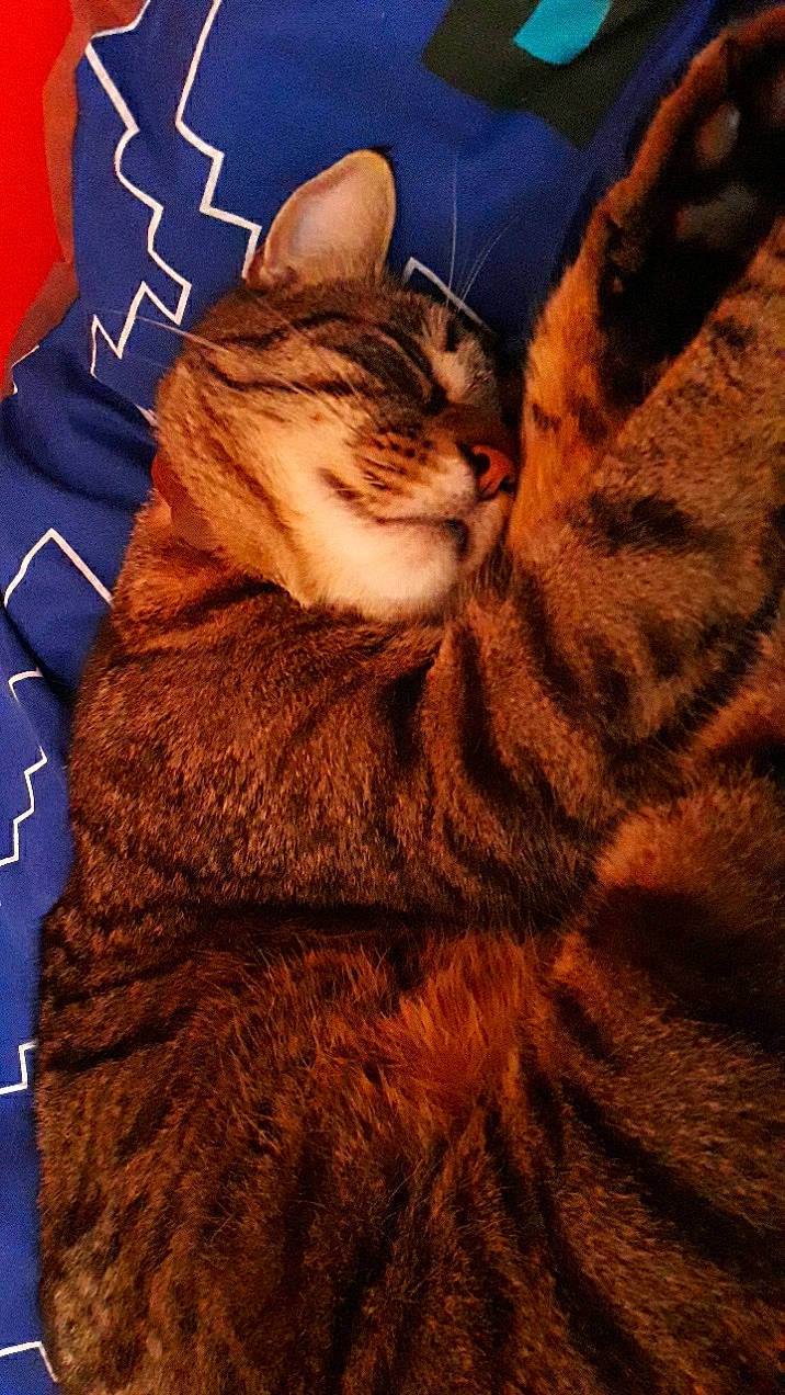 Tigrou a rejoint le concours — aidez-le/la à gagner de superbes lots ! carnivore, cat, domestic_short_haired_cat, electric_blue, felidae, fur, orange, small_to_medium_sized_cats, tabby_cat, tail, terrestrial_animal, vertebrate, whiskers