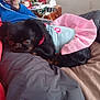 dog, small_dog, black_dog, clothing, pink_dress, bed, indoor, relaxed, pet, canine, furniture, blanket, person_hand, casual, resting, cute, animal, domestic, cozy, sleepy