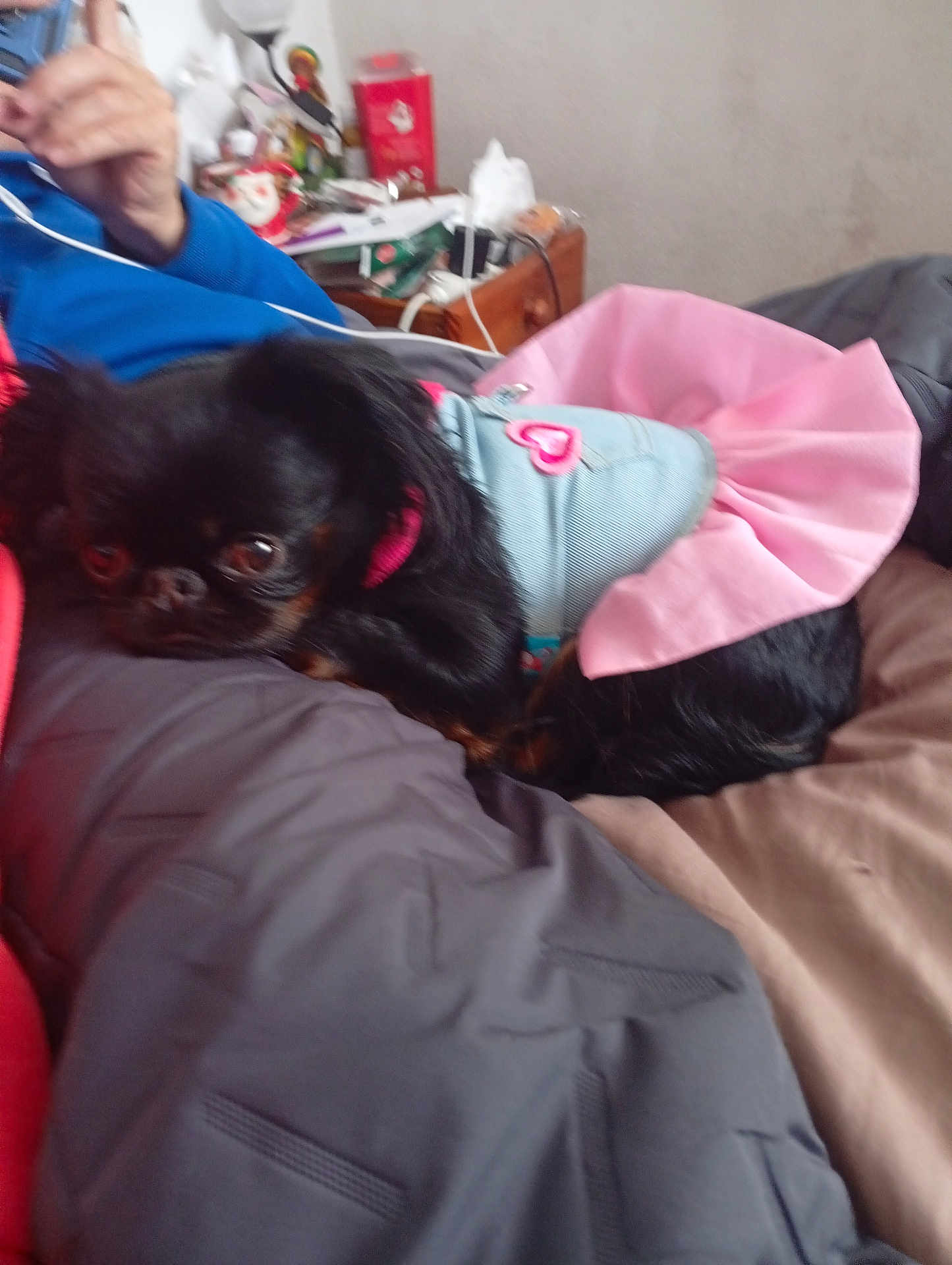 Stella participe au concours pour gagner de l'argent avec cette photo : dog, small_dog, black_dog, clothing, pink_dress, bed, indoor, relaxed, pet, canine, furniture, blanket, person_hand, casual, resting, cute, animal, domestic, cozy, sleepy