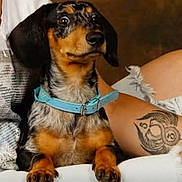 Alphonse a rejoint le concours — aidez-le/la à gagner de superbes lots ! dog, dachshund, pet, blue_collar, tattoo, arm, fur, brown, black, white_surface, indoor, closeup, cute, animal, mammal, paw, snout, ears, alert, companion