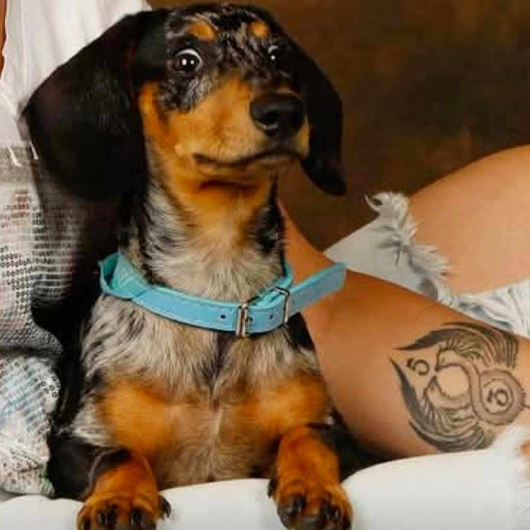Alphonse a rejoint le concours — aidez-le/la à gagner de superbes lots ! dog, dachshund, pet, blue_collar, tattoo, arm, fur, brown, black, white_surface, indoor, closeup, cute, animal, mammal, paw, snout, ears, alert, companion