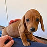 Cookie participe au concours pour gagner de l'argent avec cette photo : puppy, dog, dachshund, brown_fur, long_ears, floppy_ears, wide_eyes, black_nose, portrait, closeup, sitting, blanket, human_hand, indoors, home, wood_floor, white_wall, cute, pet, animal