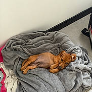 Cookie participe au concours pour gagner de l'argent avec cette photo : dog, puppy, brown_dog, lying_down, belly_up, relaxed, blanket, gray_blanket, sleeping_area, indoor, home, bed, couch, cozy, pet, animal, portrait, cute, floppy_ears, resting