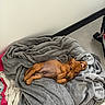 dog, puppy, brown_dog, lying_down, belly_up, relaxed, blanket, gray_blanket, sleeping_area, indoor, home, bed, couch, cozy, pet, animal, portrait, cute, floppy_ears, resting