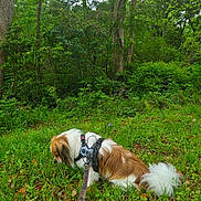 Gizmo is registered to the contest to win money with this photo: animal, canine, daytime, dog, flora, forest, grass, greenery, harness, leash, leaves, nature, outdoor, park, pet, relaxing, scenery, trees, walking, woods