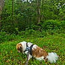 animal, canine, daytime, dog, flora, forest, grass, greenery, harness, leash, leaves, nature, outdoor, park, pet, relaxing, scenery, trees, walking, woods