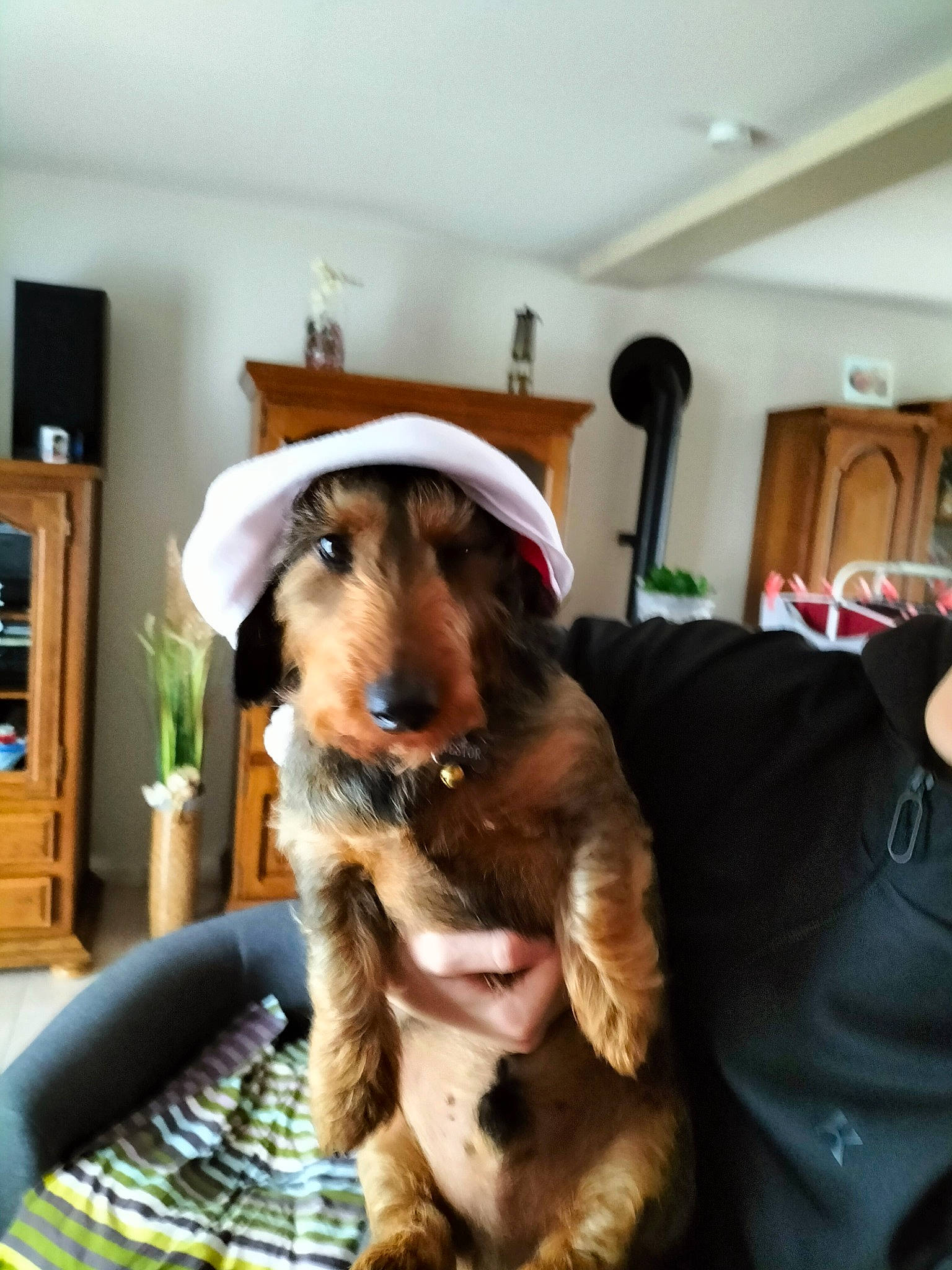 Nestor participe au concours pour gagner de l'argent avec cette photo : bookcase, cabinetry, canidae, collar, comfort, companion_dog, dog, dog_breed, dog_supply, fawn, flooring, fur, liver, picture_frame, room, shelf, shelving, sporting_group, working_animal, working_dog