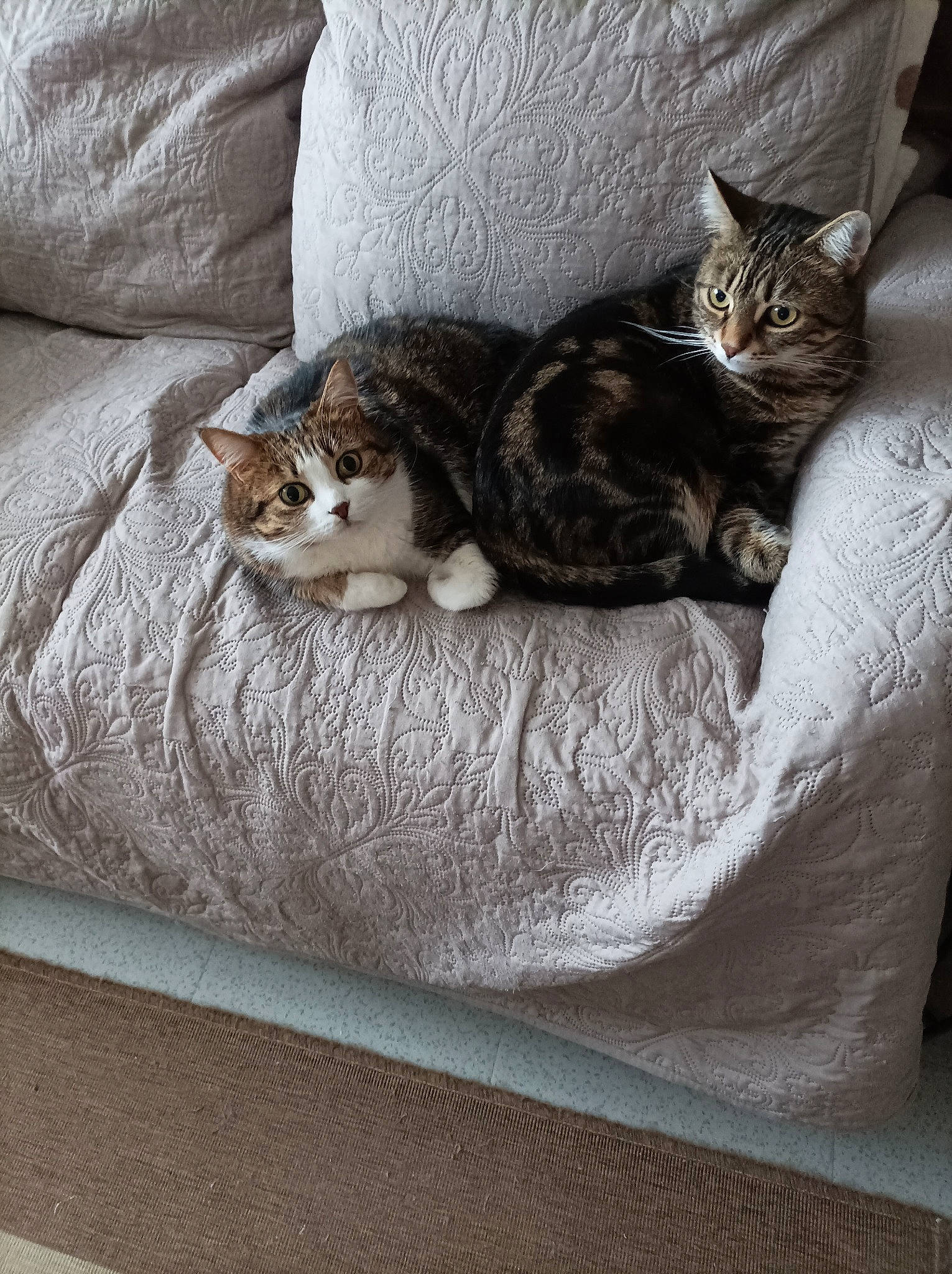 Poupette Et Princesse a rejoint le concours — aidez-le/la à gagner de superbes lots ! bed, bedding, carnivore, cat, cat_bed, cat_supply, comfort, couch, domestic_short_haired_cat, felidae, flooring, fur, grey, hardwood, linens, pet_supply, small_to_medium_sized_cats, tail, whiskers, wood