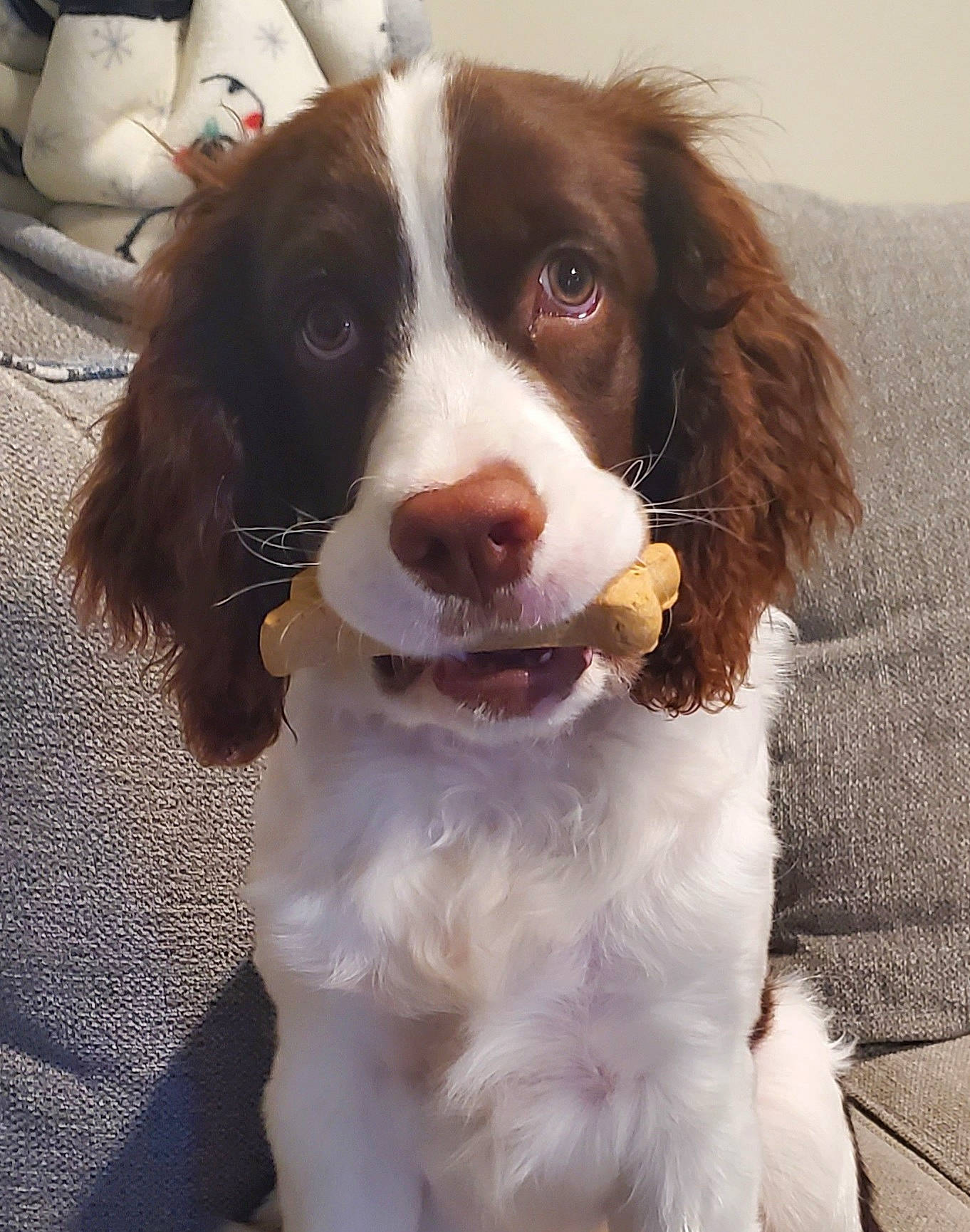 Cooper joined the competition — help win amazing prizes! brown, canidae, carnivore, cocker_spaniel, companion_dog, dog, dog_breed, french_spaniel, fur, gun_dog, liver, snout, spaniel, sporting_group, stuffed_toy, tongue, vertebrate, working_animal, working_dog
