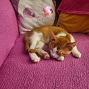 Gizmo is registered to the contest to win money with this photo: kitten, cat, sleeping, pink_couch, pillow, sequins, cute, cozy, indoor, pet, fur, relaxing, orange_and_white, home, resting, soft_texture, animal, domestic_cat, closeup, comfortable