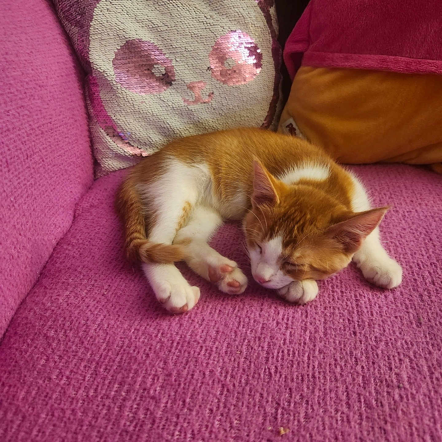 Gizmo is registered to the contest to win money with this photo: animal, cat, closeup, comfortable, cozy, cute, domestic_cat, fur, home, indoor, kitten, orange_and_white, pet, pillow, pink_couch, relaxing, resting, sequins, sleeping, soft_texture