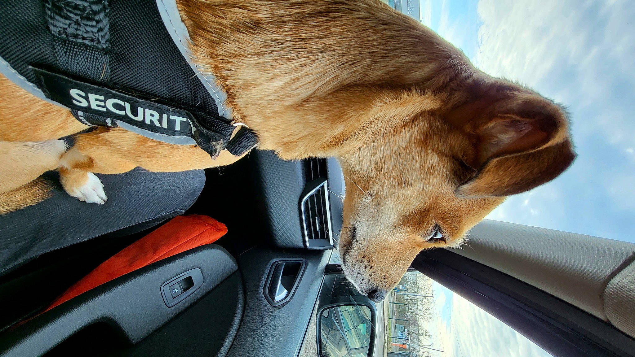 Chipie participe au concours pour gagner de l'argent avec cette photo : auto_part, automotive_exterior, automotive_mirror, automotive_window_part, car, carnivore, collar, dog, dog_breed, fawn, fur, liver, rear_view_mirror, snout, sporting_group, vehicle, vehicle_door, window, windscreen_wiper, windshield