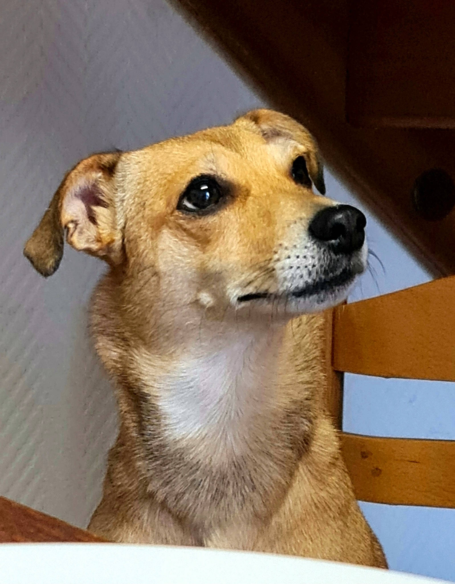 Chipie a rejoint le concours — aidez-le/la à gagner de superbes lots ! ancient_dog_breeds, canidae, carnivore, collar, companion_dog, dog, dog_breed, eye, fawn, flooring, fur, pet_supply, rectangle, snout, sporting_group, street_dog, terrestrial_animal, whiskers, working_animal