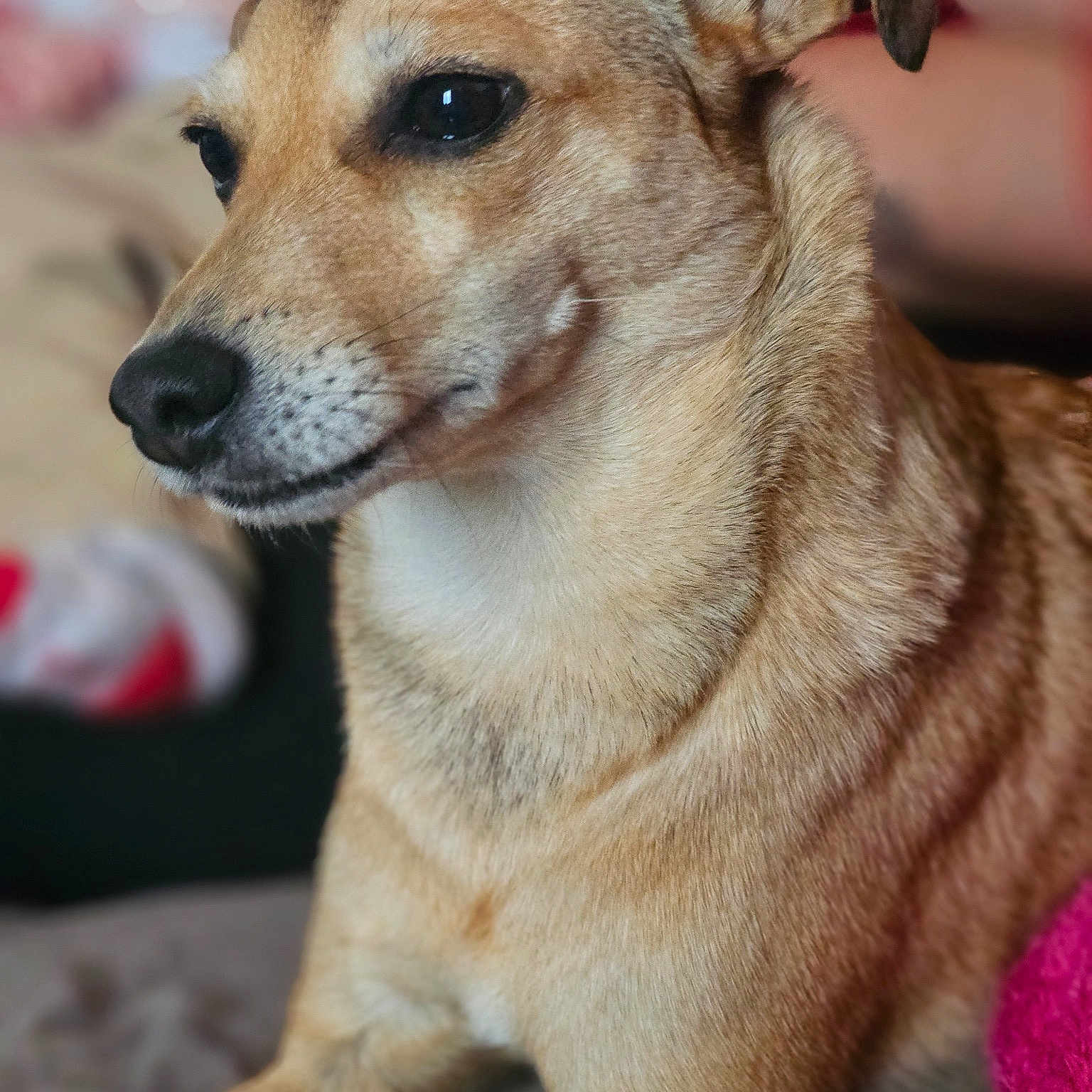 Chipie