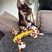 Ali participe au concours pour gagner de l'argent avec cette photo : dog, chihuahua, small_dog, toy, stuffed_animal, giraffe_toy, couch, sofa, cushion, living_room, portrait, pet, sitting, brown_and_white, alert, ears_up, plush, blanket, television, lamp