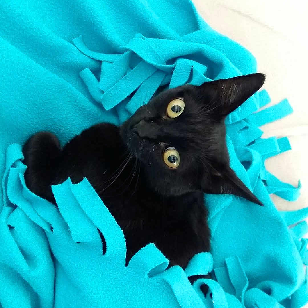 Lili participe au concours pour gagner de l'argent avec cette photo : animal, bird, blackbird, blackcat, blanket, cat, kitten, laundry, manx, pet, quilt, towel