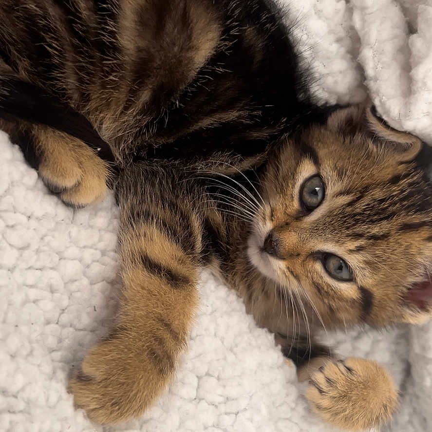 Fuji participe au concours pour gagner de l'argent avec cette photo : abyssinian, animal, blanket, cat, kitten, manx, pet, towel