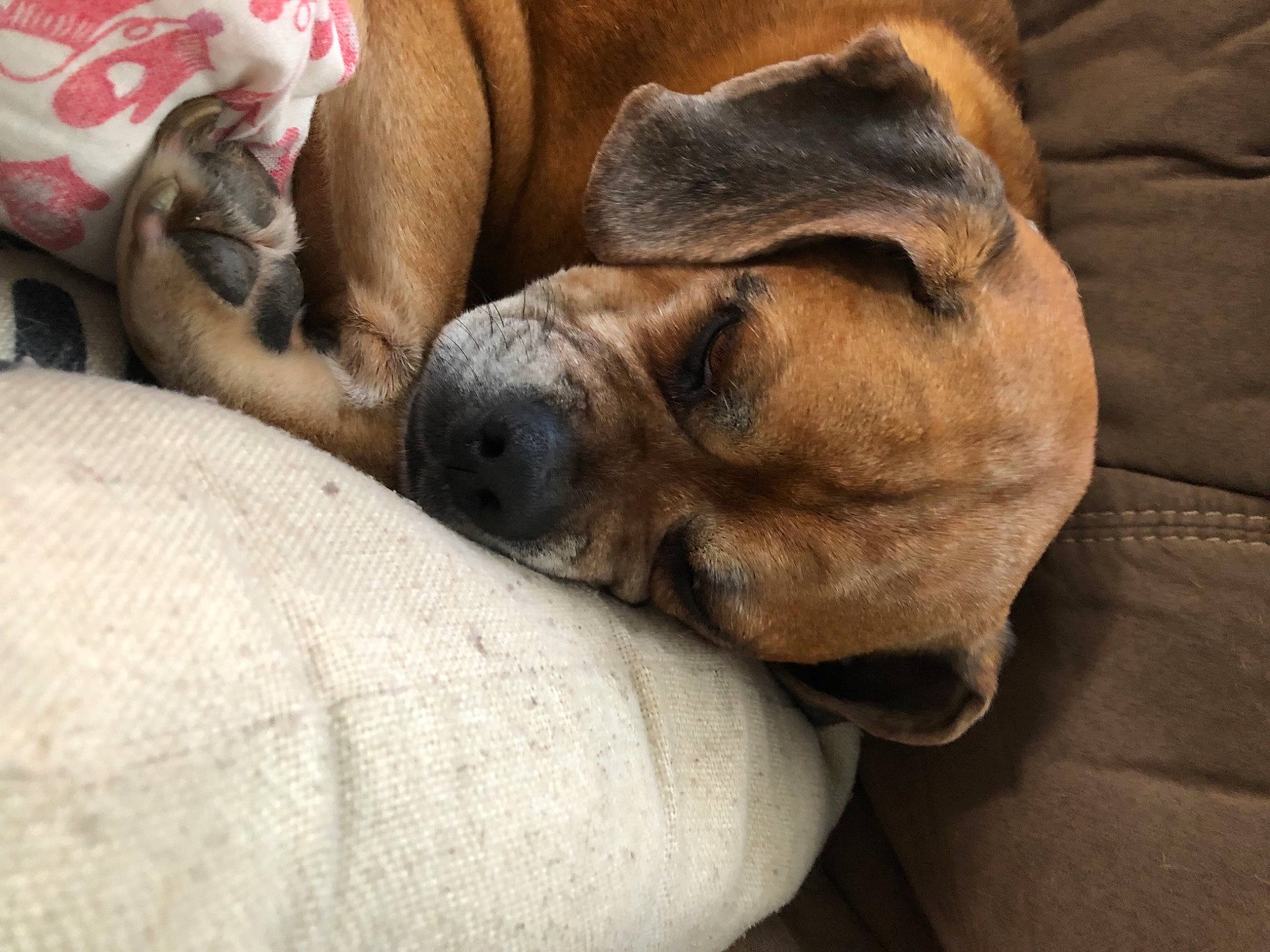 Bam-bam joined the competition — help win amazing prizes! canidae, carnivore, comfort, companion_dog, dog, dog_breed, dog_supply, fawn, foot, fur, great_dane, liver, nap, paw, snout, sporting_group, terrestrial_animal, whiskers, working_animal, wrinkle