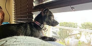 Hazel Marie joined the competition — help win amazing prizes! animal, black_dog, blinds, collar, cozy, curious, daylight, dog, domestic_animal, furniture, home, indoor, looking_out, pet, quiet, relaxed, resting, side_view, sunlight, window