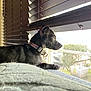 animal, black_dog, blinds, collar, cozy, curious, daylight, dog, domestic_animal, furniture, home, indoor, looking_out, pet, quiet, relaxed, resting, side_view, sunlight, window