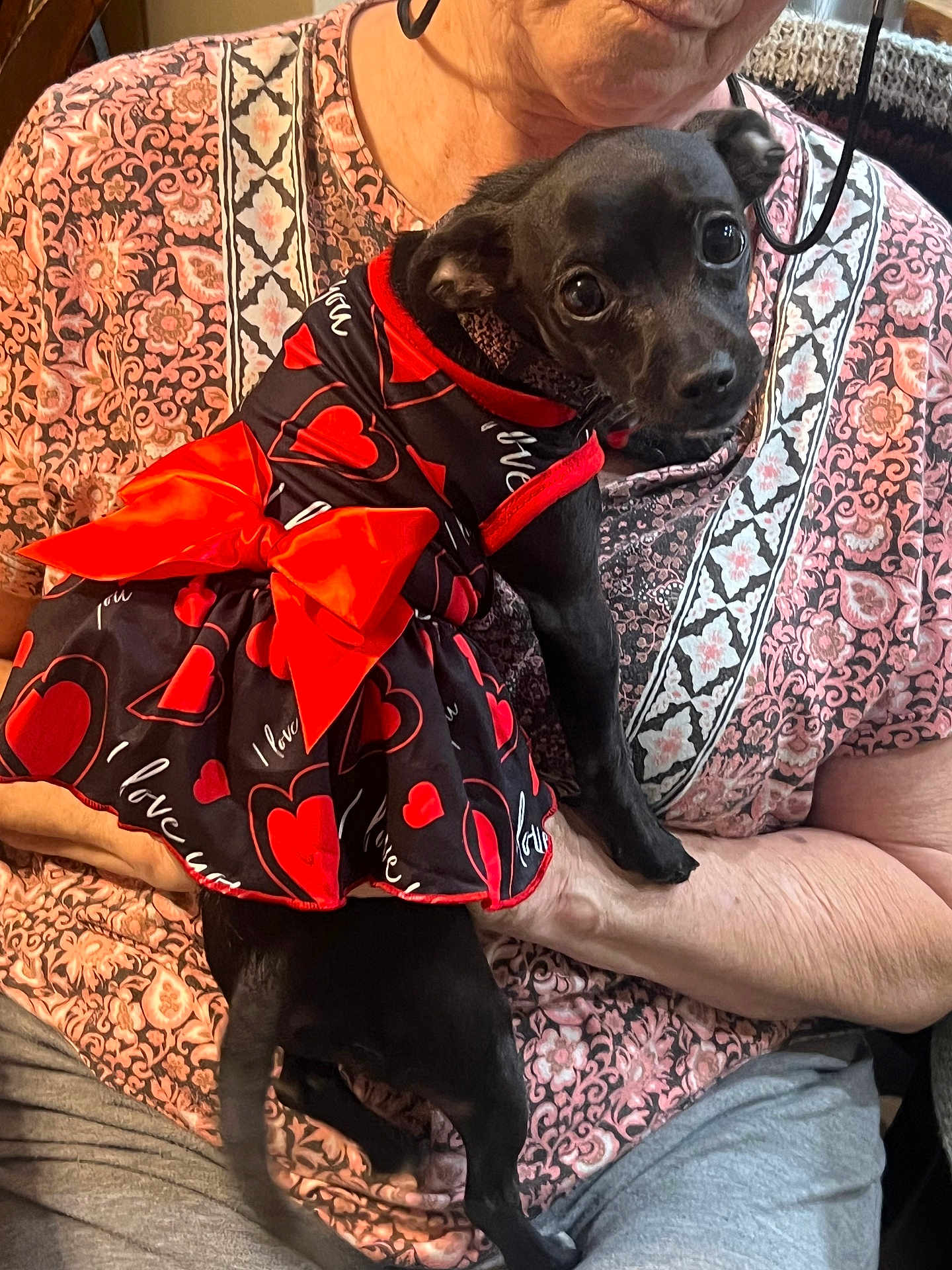 Hazel Marie is registered to the contest to win money with this photo: affection, animal, black_dog, bow, closeup, clothing, cute, dog, dress, fabric, holding, human_arm, indoors, love, patterned_shirt, person, pet, portrait, sitting, small_dog