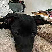 Hazel Marie joined the competition — help win amazing prizes! animal, black_dog, blanket, closeup, comfort, couch, cozy, cute, dog, fur, indoor, pet, puppy, relaxing, resting, sleepy, soft_texture, table, warm, young_dog