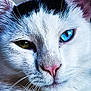 cat, close_up, heterochromia, blue_eye, green_eye, white_fur, pink_nose, whiskers, pet, animal, portrait, feline, cute, soft_fur, face, domestic_cat, mammal, indoor, eye_color, macro