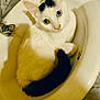 cat, sink, bathroom, white_cat, heterochromia, black_patch, curled_tail, pet, domestic_animal, feline, indoor, close_up, relaxed, cute, animal, portrait, marble_countertop, water_faucet, resting, curious