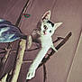 cat, heterochromia, white_cat, stretching, paw, cat_tree, wood, indoor, pet, animal, feline, relaxed, curious, whiskers, ears, green_eye, blue_eye, playful, home, cute