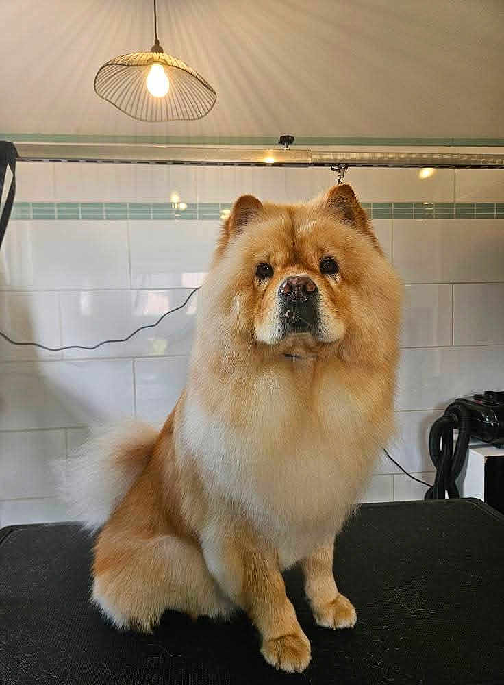 Nala participe au concours pour gagner de l'argent avec cette photo : adorable, animal, calm, canine, chow_chow, companion, cute, dog, domestic, floor, fluffy, fur, furniture, household, indoor, light_bulb, pet, portrait, sitting, white_tiles