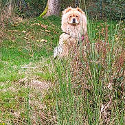 Nala a rejoint le concours — aidez-le/la à gagner de superbes lots ! animal, bushes, calm, canine, chow_chow, dog, fluffy, forest, fur, grass, greenery, moss, nature, outdoor, pet, scenic, sitting, trees, trunk, wildlife