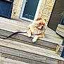 Nala participe au concours pour gagner de l'argent avec cette photo : animal, canine, chow_chow, companion, daylight, dog, domestic, door, fluffy, furry, house, leash, outdoor, pet, porch, quiet, relaxed, resting, stone_wall, wooden_steps