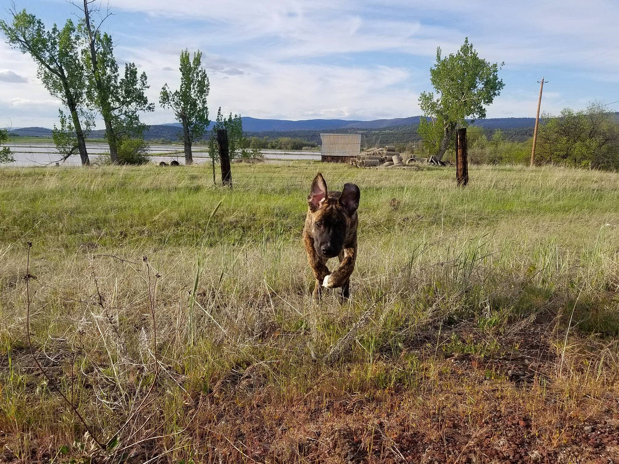 Ryker joined the competition — help win amazing prizes! airedale_terrier, berger_picard, cairn_terrier, canidae, carnivore, dog, dog_breed, dutch_shepherd_dog, ecoregion, field, german_shepherd_dog, grassland, pasture, plain, prairie, sporting_group, steppe, terrier, wolfdog