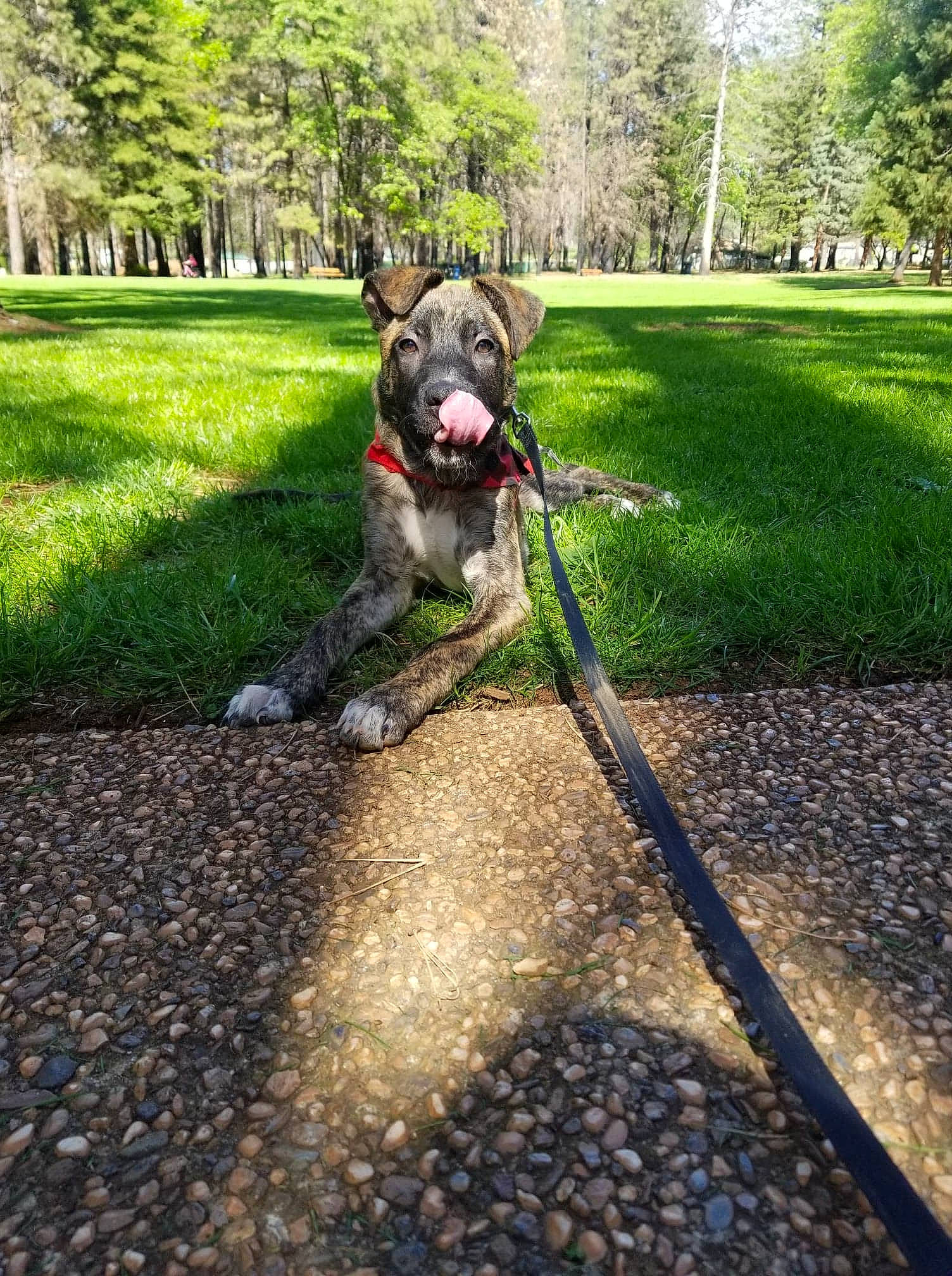 Ryker joined the competition — help win amazing prizes! canidae, carnivore, dog, dog_breed, dog_walking, fashion_accessory, fawn, grass, lawn, leash, mammal, non_sporting_group, sporting_group, tail, tree