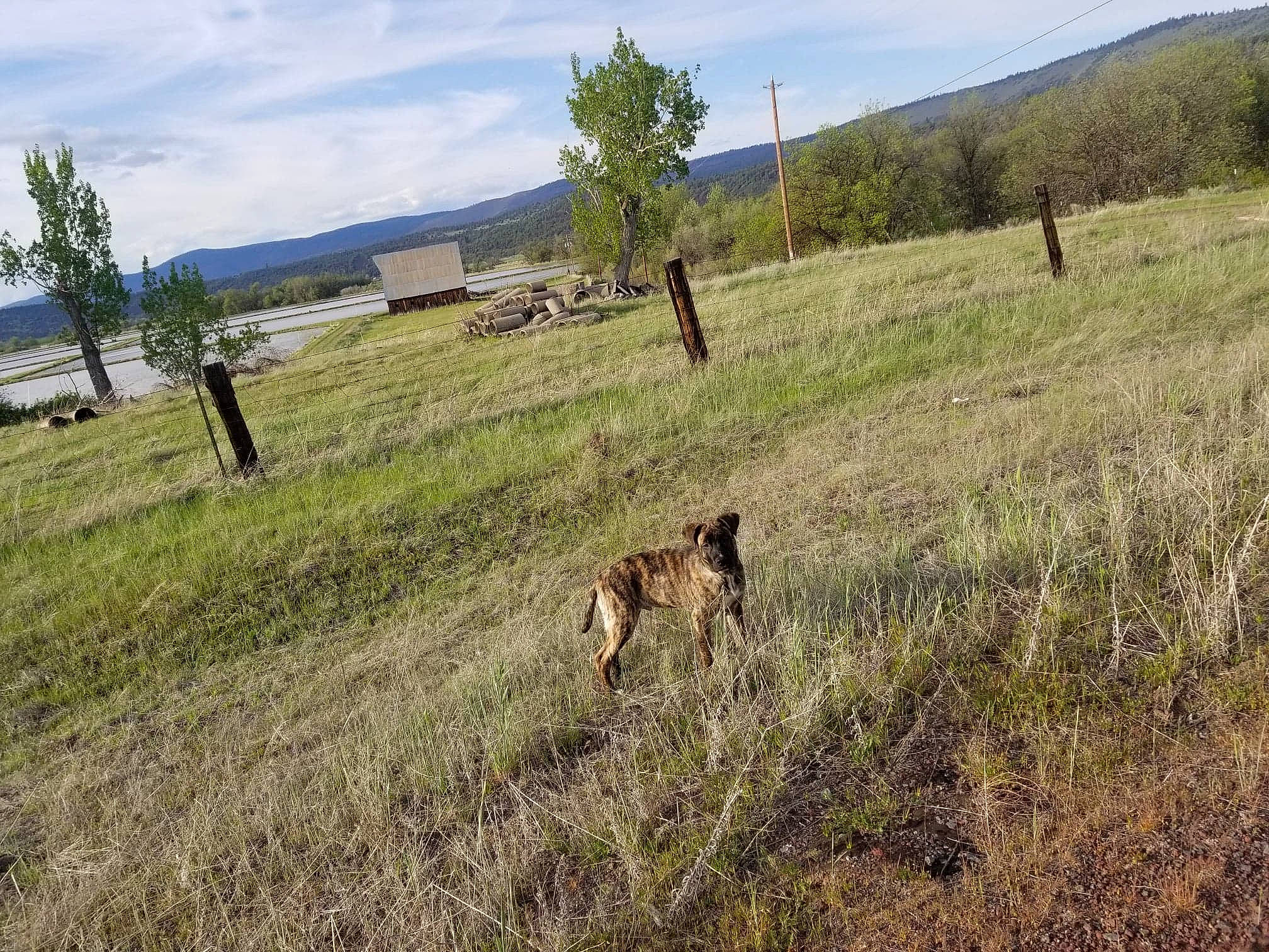 Ryker is registered to the contest to win money with this photo: canidae, carnivore, dog, ecoregion, grass, grassland, hunting_dog, meadow, pasture, plain, plant_community, prairie, savanna, shrubland, sporting_group, steppe, tree, wildlife