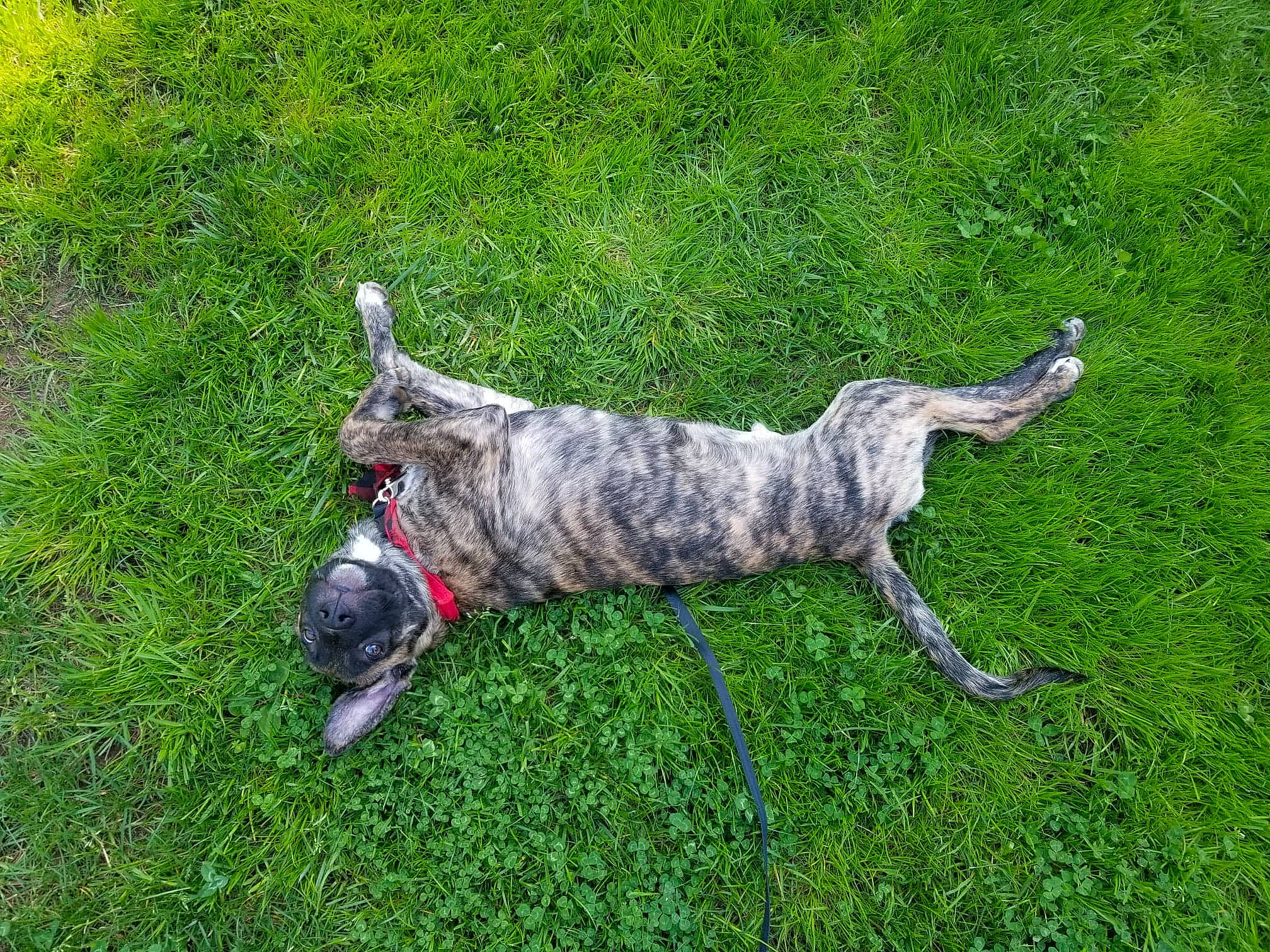 Ryker is registered to the contest to win money with this photo: alaunt, canidae, carnivore, cimarron_uruguayo, dog, dog_breed, grass, lurcher, mammal, non_sporting_group, tail, treeing_tennessee_brindle, vertebrate, whippet