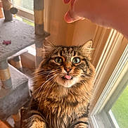 Mavi is registered to the contest to win money with this photo: cat, tabby, fluffy, tongue_out, window, hand, cat_tree, indoor, pet, whiskers, green_eyes, fur, playful, animal, cute, domestic, portrait, looking_up, house, natural_light