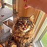 cat, tabby, fluffy, tongue_out, window, hand, cat_tree, indoor, pet, whiskers, green_eyes, fur, playful, animal, cute, domestic, portrait, looking_up, house, natural_light
