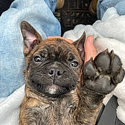 Moose is registered to the contest to win money with this photo: puppy, dog, brindle, paw, high_five, lap, jeans, blanket, cute, pet, young_dog, fur, canine, smile, indoor, hand, cozy, friendly, expression, animal