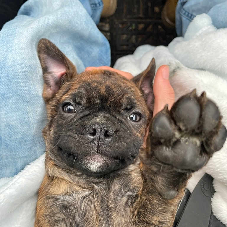 Moose