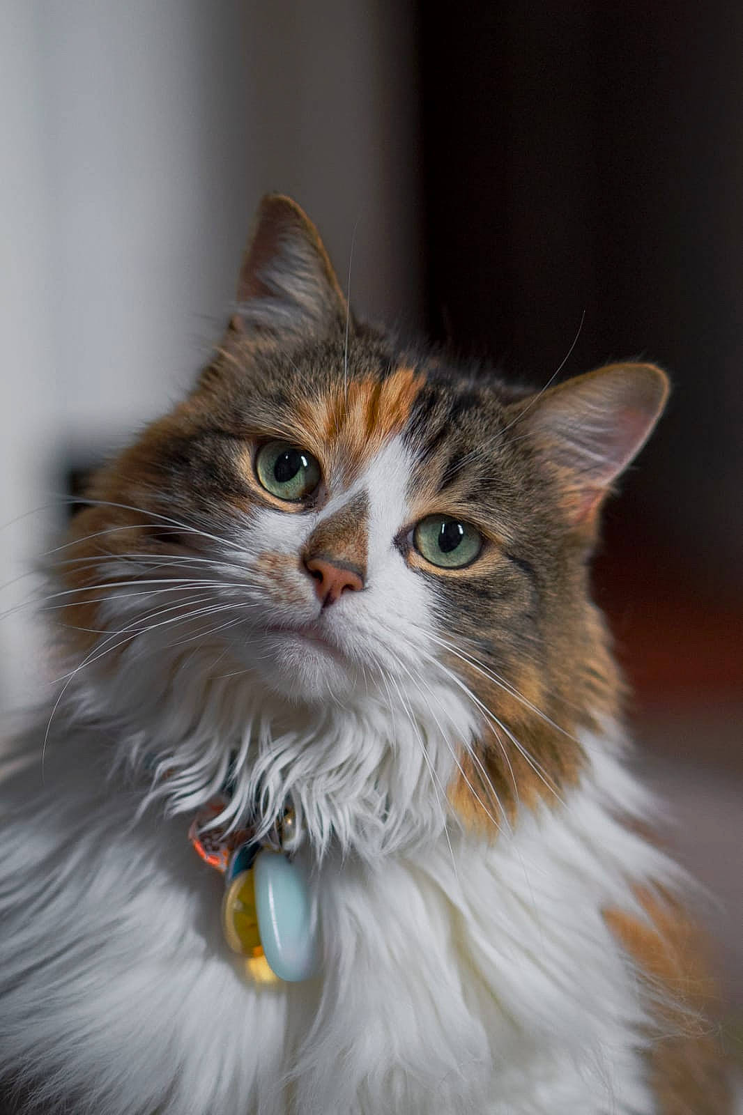 Charlotte is registered to the contest to win money with this photo: carnivore, cat, close_up, felidae, fur, grass, maine_coon, small_to_medium_sized_cats, snout, terrestrial_animal, whiskers
