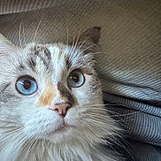 Lila participe au concours pour gagner de l'argent avec cette photo : cat, blue_eyes, close_up, fluffy, whiskers, fur, pet, animal, face, curious, indoor, texture, fabric, soft, cute, mammal, portrait, domestic_cat, whiskers_visible, alert