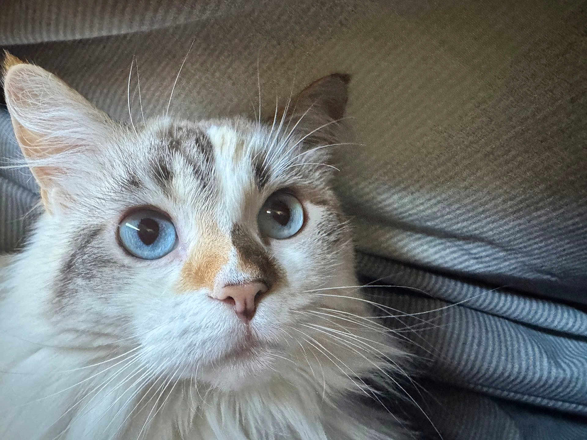 Lila participe au concours pour gagner de l'argent avec cette photo : cat, blue_eyes, close_up, fluffy, whiskers, fur, pet, animal, face, curious, indoor, texture, fabric, soft, cute, mammal, portrait, domestic_cat, whiskers_visible, alert