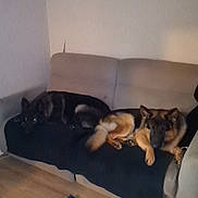 Kali participe au concours pour gagner de l'argent avec cette photo : animal, architecture, building, canine, cat, couch, cushion, dog, furniture, germanshepherd, homedecor, hound, husky, indoors, livingroom, person, pet, puppy, room, sleeping