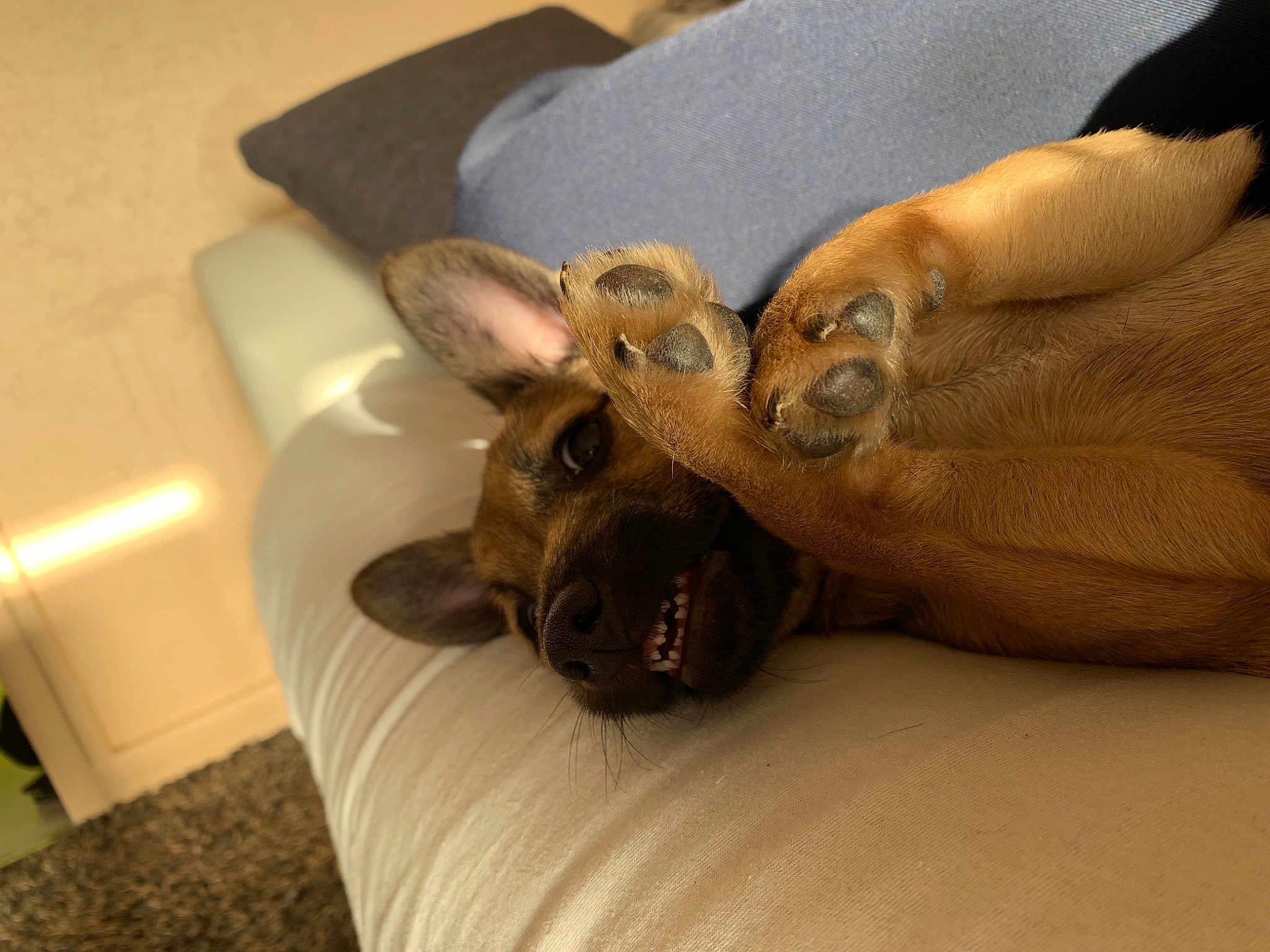 Paillette a rejoint le concours — aidez-le/la à gagner de superbes lots ! canidae, carnivore, companion_dog, dog, dog_breed, fawn, mammal, non_sporting_group, paw, puppy, snout, sporting_group