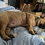 dog, sleeping, bed, blanket, indoor, brown_fur, paw, resting, canine, comfortable, home, furniture, wood_floor, relaxation, pet, animal, domestic, quiet, peaceful, cozy