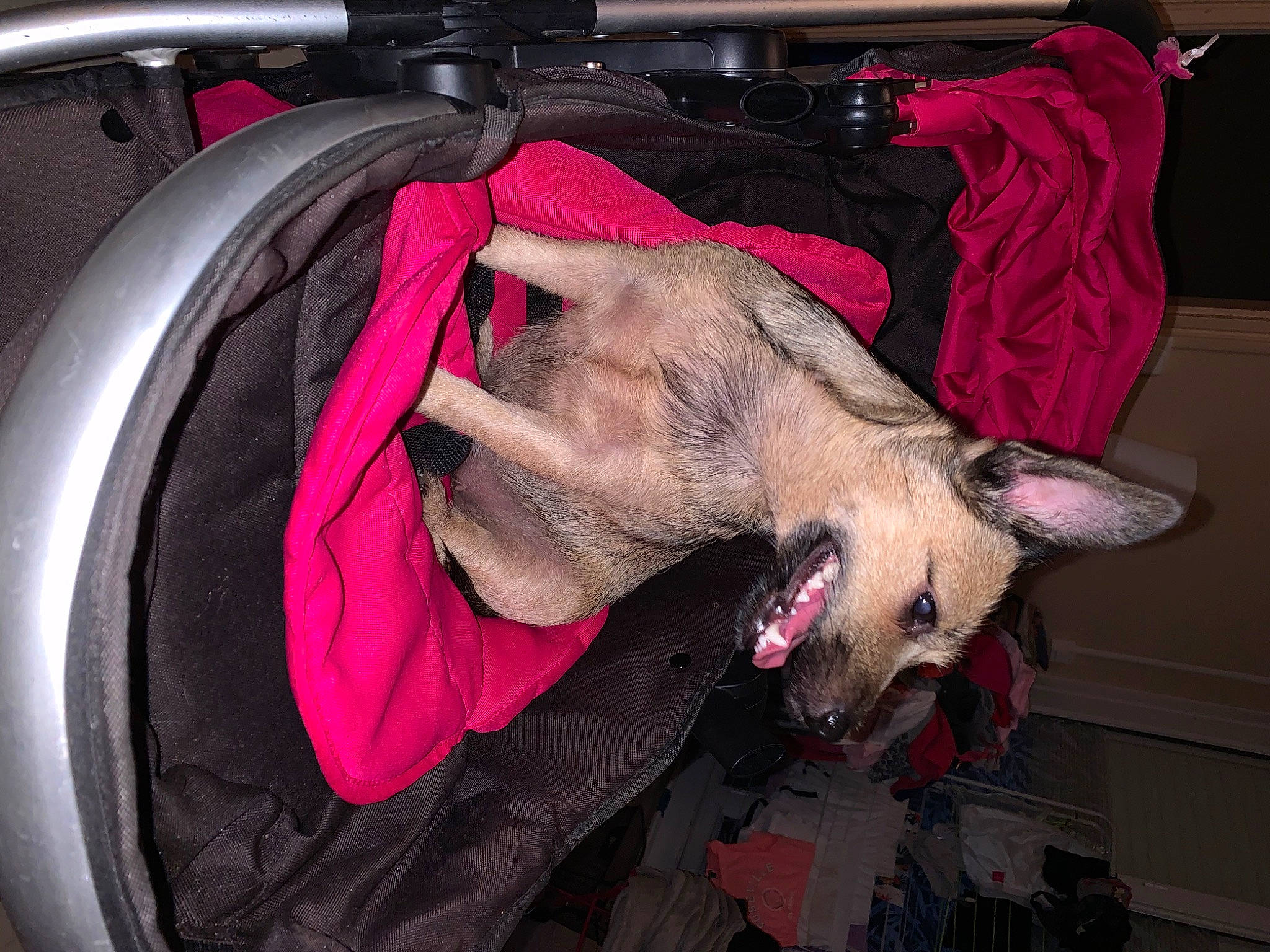 Paillette participe au concours pour gagner de l'argent avec cette photo : canidae, carnivore, cat, fawn, pink