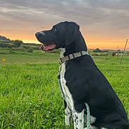 Tango a rejoint le concours — aidez-le/la à gagner de superbes lots ! dog, black_and_white, leash, grass, field, sunset, sky, clouds, nature, outdoor, collar, sitting, animal, pet, canine, landscape, peaceful, scenic, rural, quiet