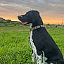 dog, black_and_white, leash, grass, field, sunset, sky, clouds, nature, outdoor, collar, sitting, animal, pet, canine, landscape, peaceful, scenic, rural, quiet